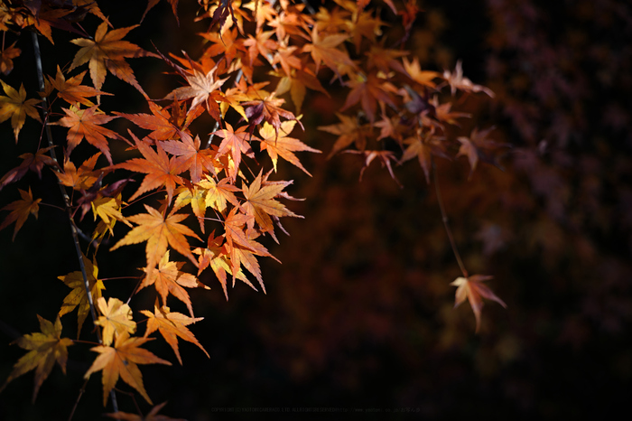 シグマ 24-70mm F2.8 DG DN | Art SIGMA を使ってみました シグマ 24-70mm F2.8 DG DN | Art SIGMA を使ってみました